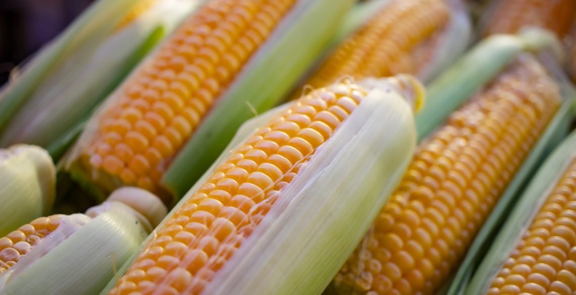 Maize (Corn) from Ghana