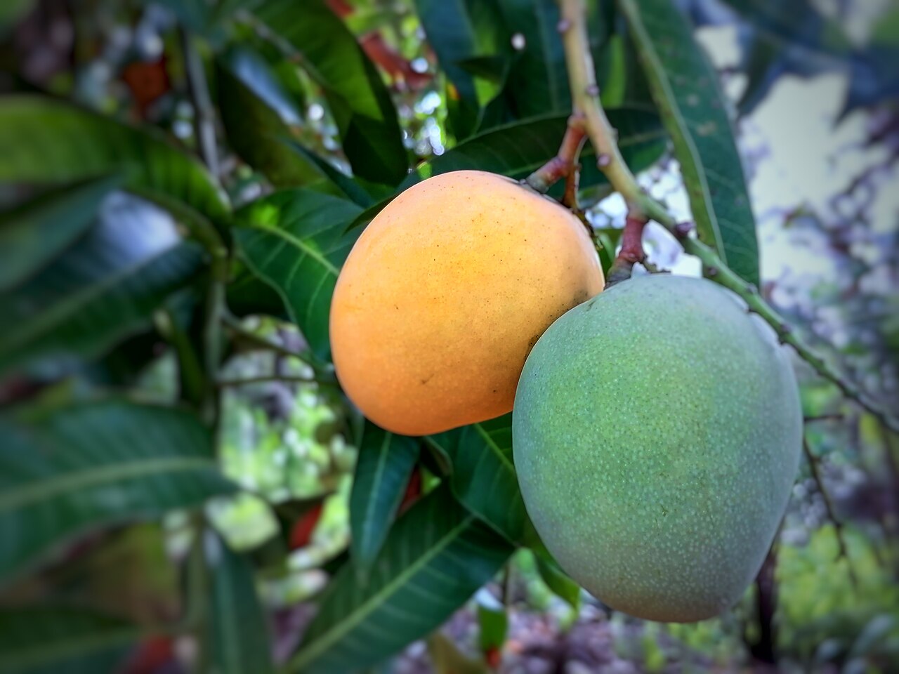 Mango from Ghana