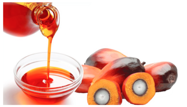 Oil Palm from Ghana
