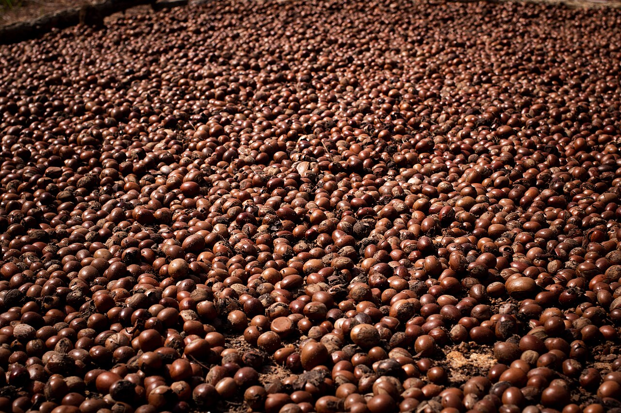 Shea from Ghana