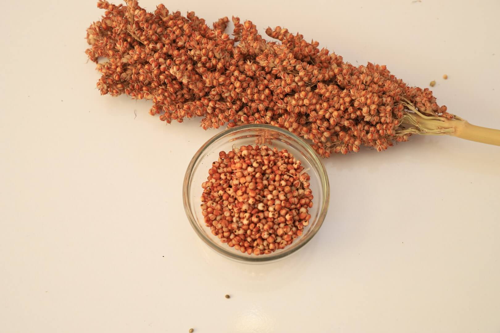 Sorghum (Sogyum) from Ghana